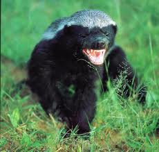 The Honey Badger Goes Mainstream - MC Antil